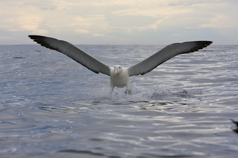 Wandering Albatross Coming In To Land On Water